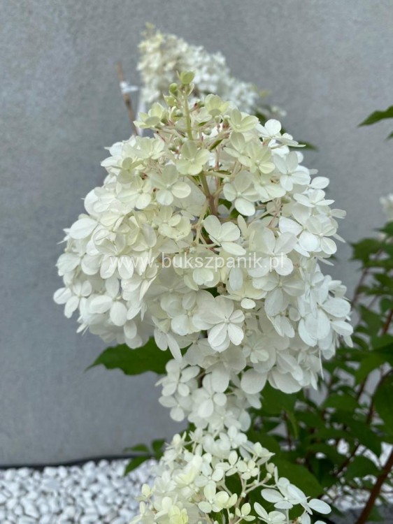 Hortensja bukietowa  Renhy 'VANILLE FRAISE'- Hydrangea paniculata C10