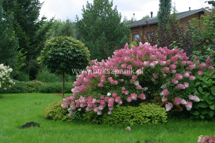 Hortensja bukietowa  Renhy 'VANILLE FRAISE'- Hydrangea paniculata C10