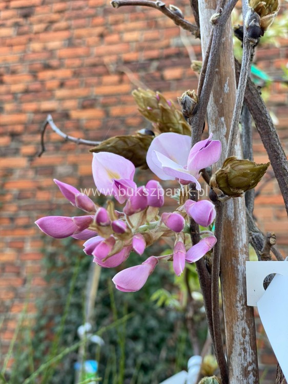 Glicynia chińska - RÓŻOWA - Wisteria Brakybotrys "Showa Beni"