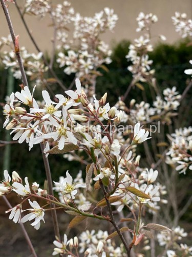 Świdośliwa olcholistna- Amelanchier alnifolia "Smoky" C35