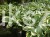 HOSTA Funkia Queen Josephine