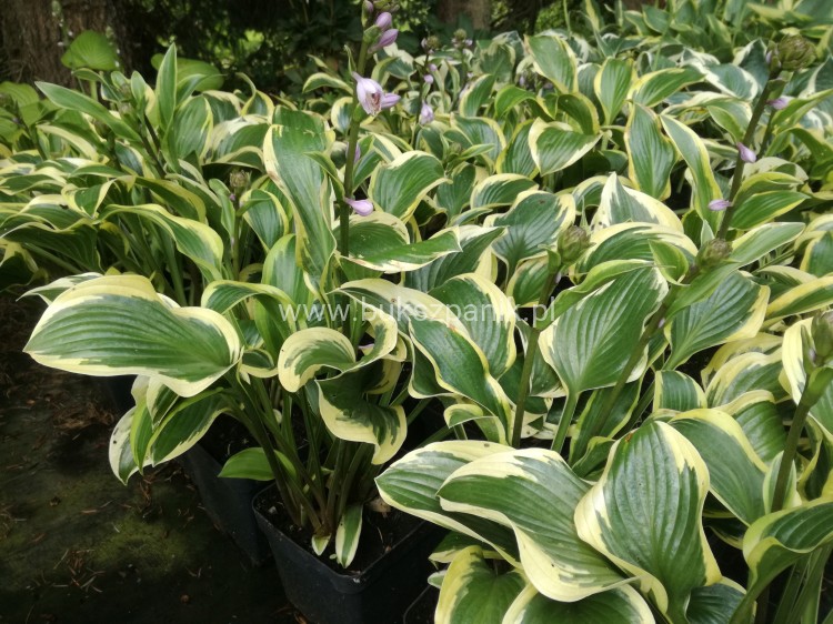 HOSTA Funkia Queen Josephine