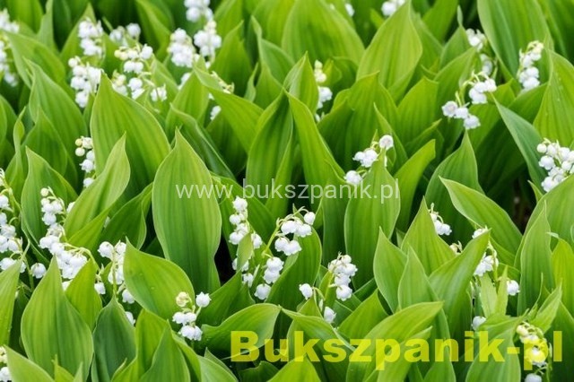 1645de074ad8a5e300af36b17186