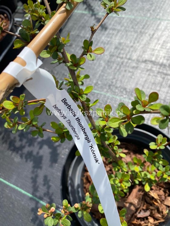 Berberys Thunberga 'Kórnik'- Berberis thunbergii