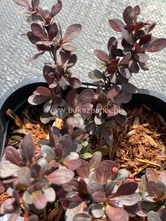 Atropurpurea nana