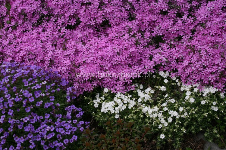 Floks Szydlasty Phlox subulata
