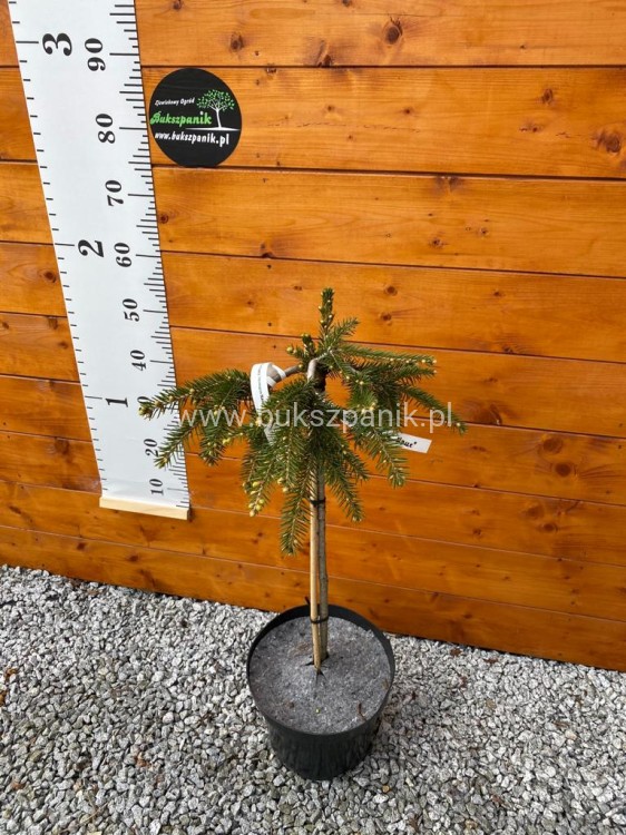 Świerk kłujący  'Hermann Naue' Picea pungens Pa 60cm