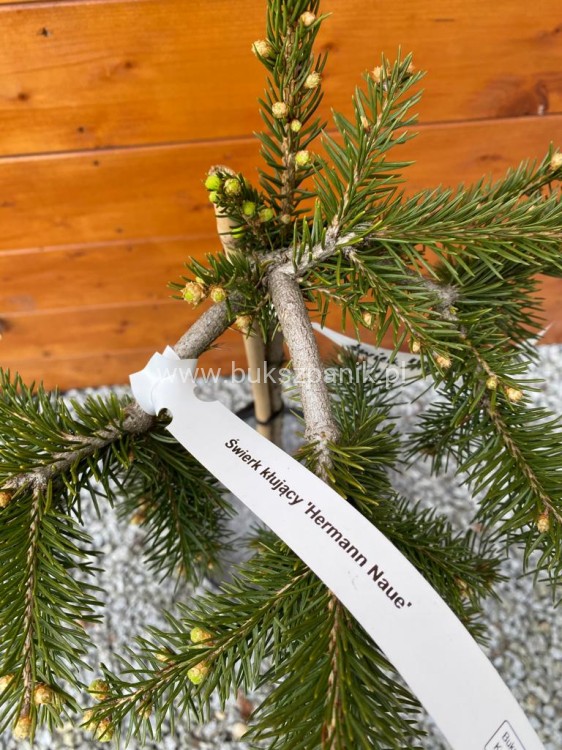 Świerk kłujący  'Hermann Naue' Picea pungens Pa 60cm