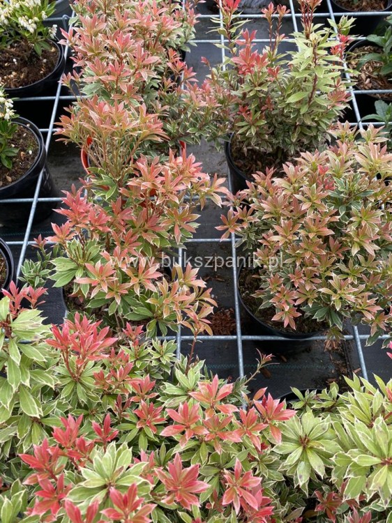 Pieris japoński FOREST FLAME- Pieris japonica