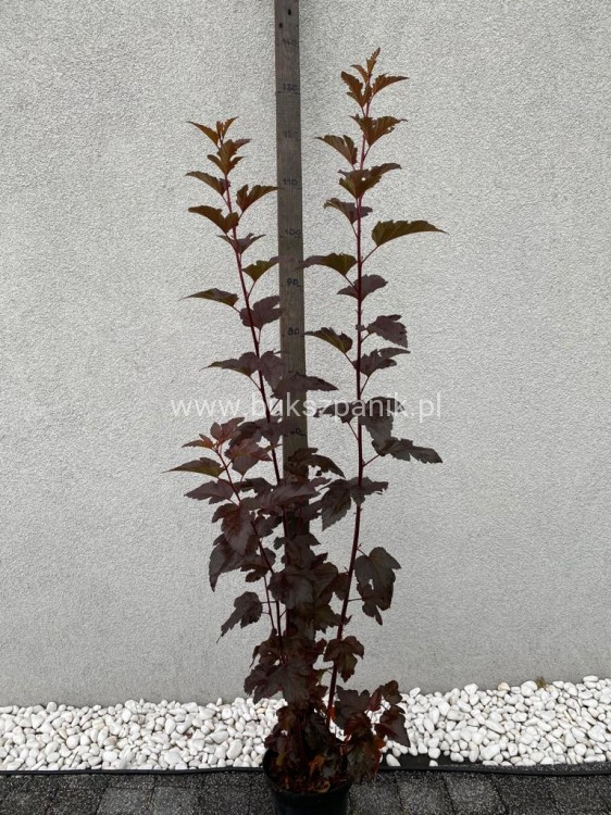 Pęcherznica kalinolistna 'Diabolo'-Physocarpus opulifolius