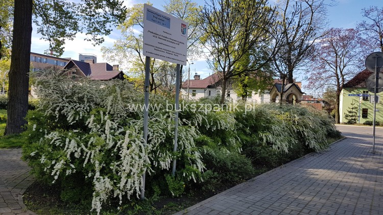 Tawuła szara 'Grefsheim'- Spiraea ×cinerea