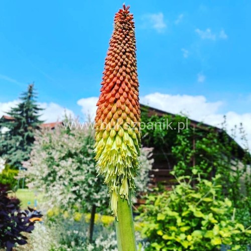 Trytoma groniasta- Kniphofia uvaria FIRE DANCE