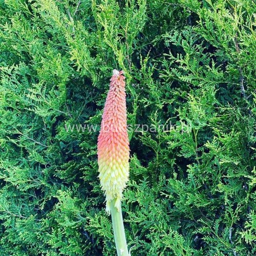 Trytoma groniasta- Kniphofia uvaria FIRE DANCE