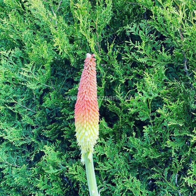 Trytoma groniasta- Kniphofia uvaria FIRE DANCE