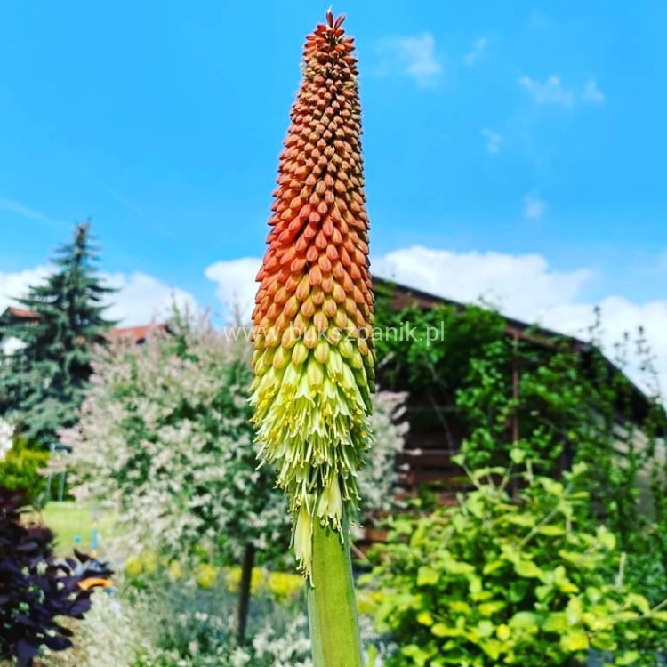 Trytoma groniasta- Kniphofia uvaria FIRE DANCE