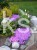 Floks Szydlasty Phlox subulata