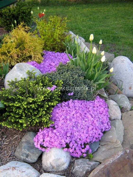 Floks Szydlasty Phlox subulata