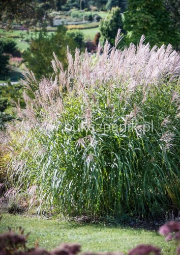 Miskant Chiński Silberfeder trawa puszyste kwiaty C