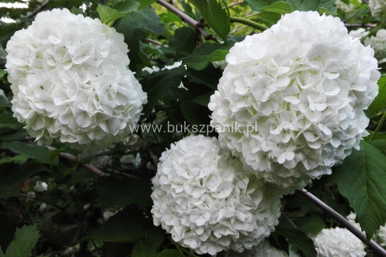 kalina roseum.jpg