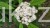 Kalina sztywnolistna- Viburnum rhytidophyllum