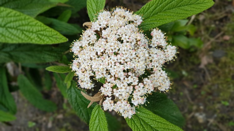 Kalina sztywnolistna- Viburnum rhytidophyllum