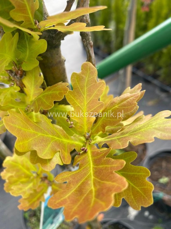 Dąb szypułkowy 'Fastigiate Koster' wys.320cm ob: 6-8cm