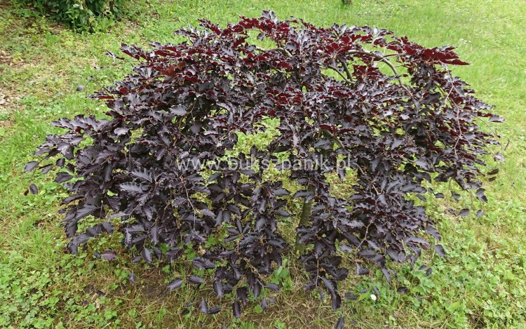 Buk pospolity "Rohan Weeping"- Fagus sylvatica PA120-130cm ob. 5-6cm