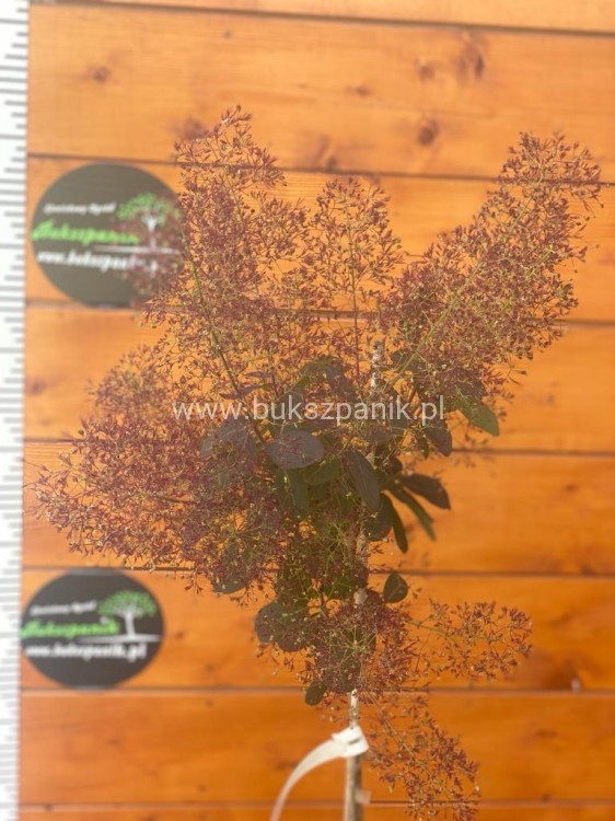 Perukowiec podolski " Royal Purple" - Cotinus na pniu Pa 100-110cm