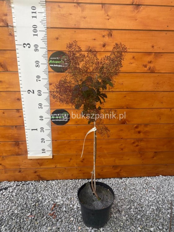 Perukowiec podolski " Royal Purple" - Cotinus na pniu Pa 100-110cm