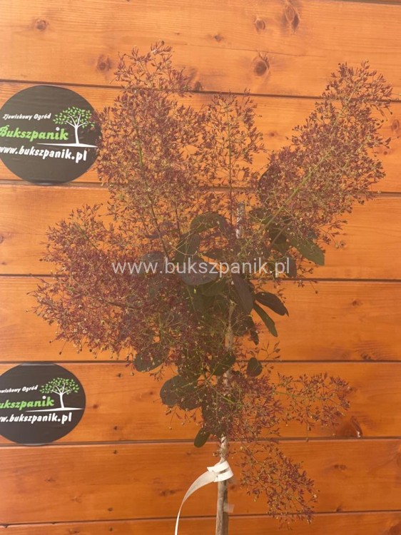 Perukowiec podolski " Royal Purple" - Cotinus na pniu Pa 100-110cm