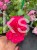 Róża okrywowa malinowa - Rosa c2l