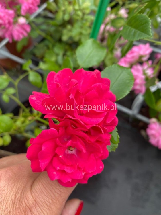 Róża okrywowa malinowa - Rosa c2l