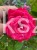 Róża okrywowa malinowa - Rosa c2l
