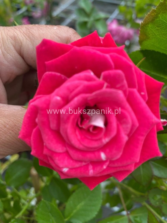 Róża okrywowa malinowa - Rosa c2l