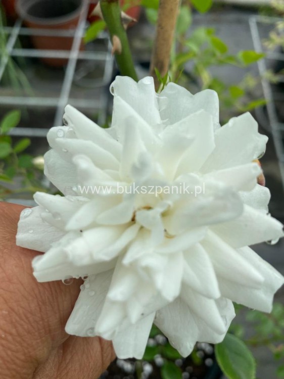 Róża okrywowa biała - Rosa C2l
