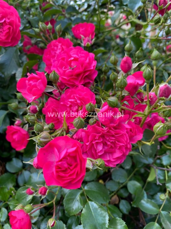 Róża okrywowa malinowa - Rosa c2l