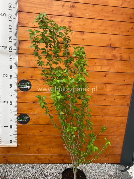 Hibiskus ogrodowy AHRODITE- Ketmia syryjska