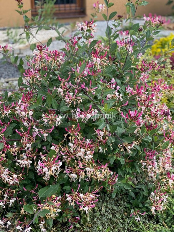 IMG-20210701-WA0023.jpg