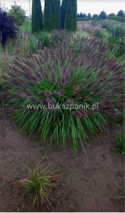 (Piórkówka) Rozplenica japońska BLACK ALVERNEE -Pennisetum alopecuroides C5l