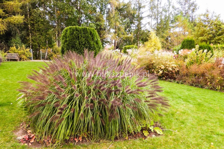 (Piórkówka) Rozplenica japońska BLACK ALVERNEE -Pennisetum alopecuroides C5l