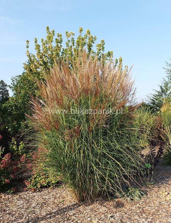 Miskant chiński - Beauty Queen- Miscanthus sinensis 5l