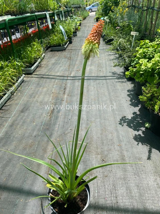 Trytoma groniasta- Kniphofia uvaria FIRE DANCE