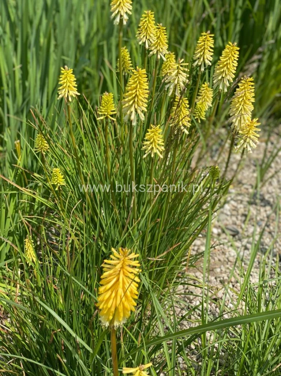 Trytoma groniasta- Kniphofia uvaria FIRE DANCE