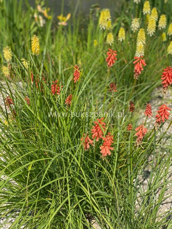 Trytoma groniasta- Kniphofia uvaria FIRE DANCE