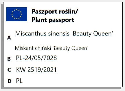 Miskant chiński - Beauty Queen- Miscanthus sinensis 5l
