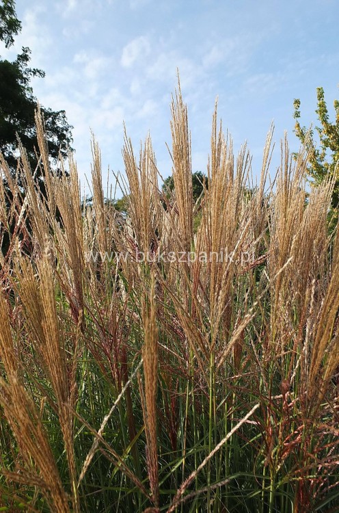Miskant chiński - Beauty Queen- Miscanthus sinensis 5l