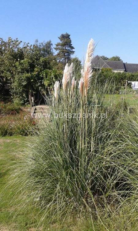 Miskant chiński - Beauty Queen- Miscanthus sinensis 5l