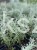 bc65b5654cfe87a472bf61613894