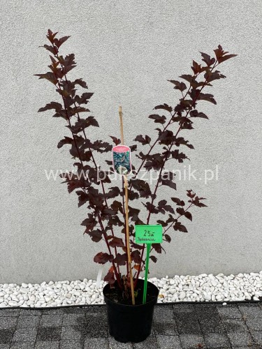 Pęcherznica kalinolistna Red Baron Physocarpus opulifolius C2l (
