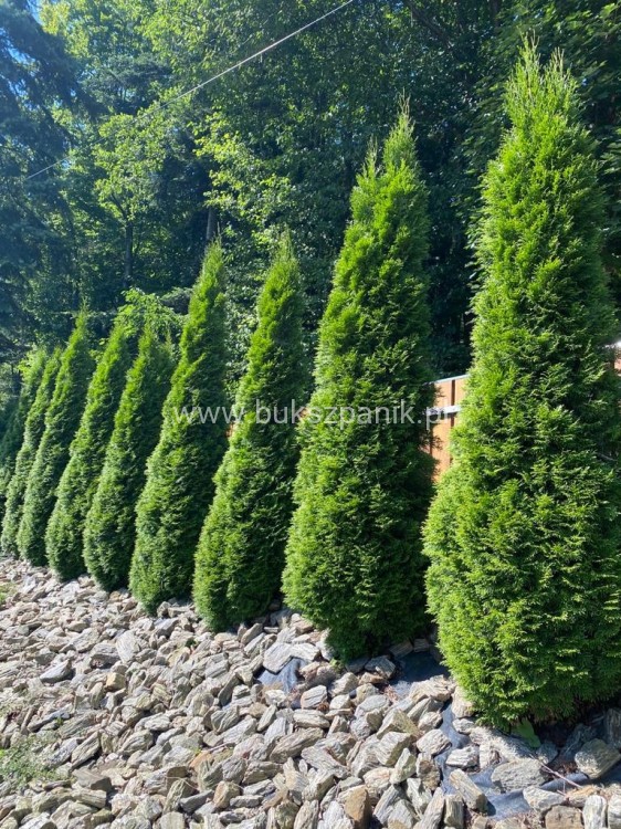 9e65f1cd42f9a90c17f5d5268cfd